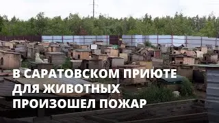 В Саратовском приюте для животных произошел пожар