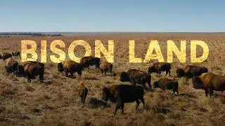 How Bison Are Saving America's Lost Prairie
