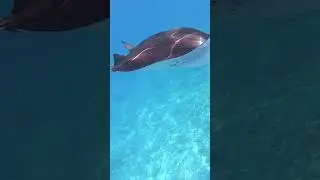 Морской Дьявол,Манта. #travel #mantaray #animals