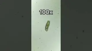 Tardigrade at 0x, 40x, 100x and 400x magnification!