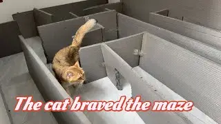 Brave cat broke into the maze! Very interesting. The maze I designed, can the cat find the exit?