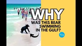 Florida Black Bear Took a Dip in the Gulf of Mexico?!!