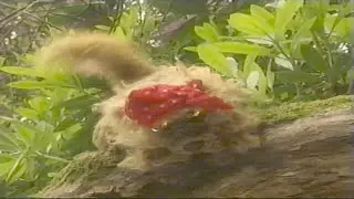Tots TV: Big Treasure Adventure: Furryboo (3)