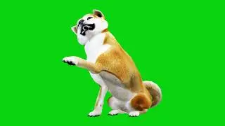 dog Green screen background || green screen video || dog green screen || green screen dog #HD #FHD