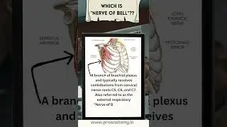 Nerve of bell!! #anatomy #medicalstudent #humanbody #humananatomy #humanbodyfacts #anatomyvideos