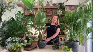 Strelitzia nicolai or white bird of paradise houseplant care tips from Happy Houseplants