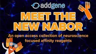 Meet the New NABOR: An Open Access Collection of Neuroscience Focused Affinity Reagents from Addgene