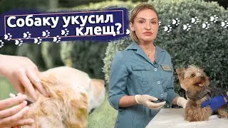 Советы ветеринара: Что делать, если собаку укусил клещ