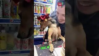 Cảm động quá không muốn sủa ! 🤣 #shorts #viral #tinnhanh