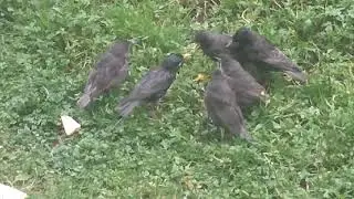 Середневские скворчата.