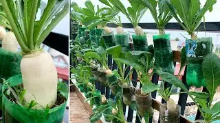 Growing white radish on the balcony railing to provide for the family