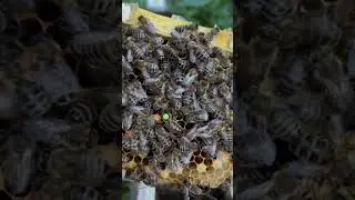 Матка ио