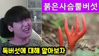 먹으면 바로 사망한다는 독 버섯들ㄷㄷㄷㄷㄷㄷ