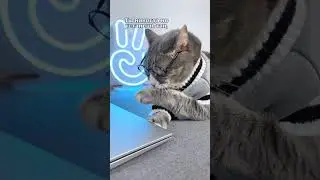 Как бы сильно ты не уставал, ты никогда не устанешь так, как кот 