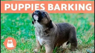 The Best PUPPIES BARKING COMPILATION 🐶 🔊 Cute and Adorable Puppy Barks!