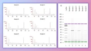 Forensic DNA Profiling, Part 2