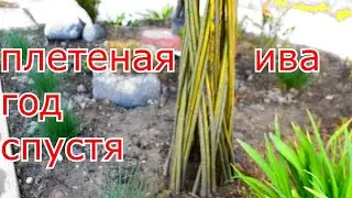 ПЛЕТЕНАЯ ИВА ЧЕРЕЗ ГОД ! ЧТО С НИМИ СТАЛО ? КОГДА САЖАТЬ ?)