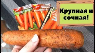 🥕😍Обзор самых урожайных семян моркови на 2022 год! 🥕🥕100%-ная всхожесть!🥕🥕