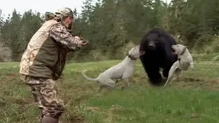 Эти Случаи с Медведями, Лучше не Смотреть Одному