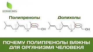 Почему полипренолы важны для организма человека -  органикМИРЪ