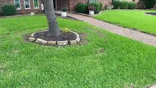 Diagnosing My Lawn Problem: Poor Soil or Fungal Disease?