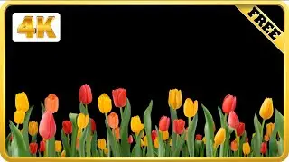 Red and yellow Tulip flowers on black screen background loops