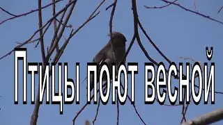 Птицы поют весной. Скворец дятел свиристель зеленушка дрозд. Птицы Сибири.