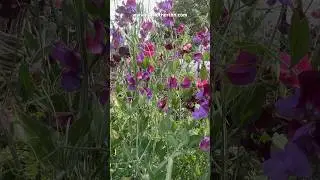 To keep your sweet peas flowering for longer , do this #sweetpeainspired #cutflowergarden #gardening