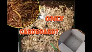 Watch Time Lapse of Compost Worms Eating ONLY Cardboard