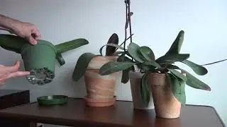 How to keep orchid alive for a long time