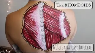 The RHOMBOIDS: Anatomy Tutorial