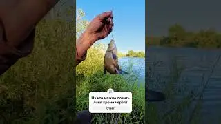 Линь, вечерний клёв. На что ещё можно ловить линя? #рыбалка #fishing #линь #ловимлиня