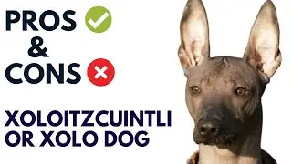 Xoloitzcuintli Dog Breed Pros and Cons | xolo dog Advantages and Disadvantages  #AnimalPlatoon