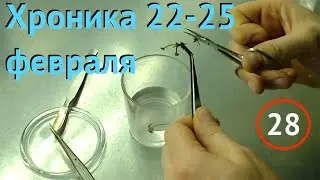 [28] Хроника 22-25 февраля. Пересадка земляники и проблемы с туями