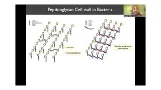 Structure of the Cell: Cell Wall and Cell Membrane