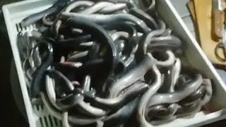 Минога. Чистим миногу.