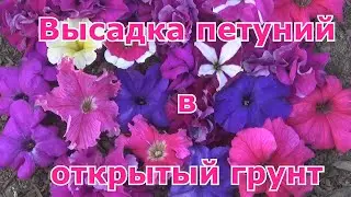 Высадка петуний в открытый грунт. Что необходимо для пышного цветения петунии. Вазоны - конструкторы