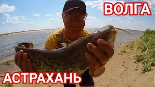 Вот это Рыбалка! Дикарем в Астрахань/ Сомы/Лещи/Караси/Дельта Волги