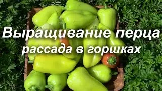 Выращивание перца - Рассада в горшках.