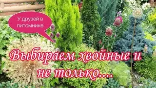 Выбираем Хвойные И Не Только.Туя Смарагд Вариегата В качестве Изгороди?В питомнике у наших Друзей.