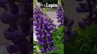 Lupin - Most beautiful flower in the  garden