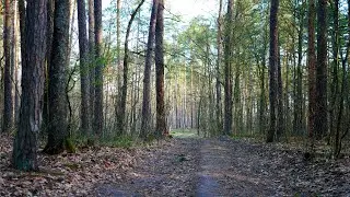 Walk in the spring forest. Evening sounds of nature in the forest. White noise