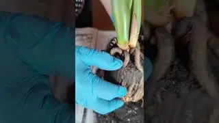 А ты куда это собрался? ( Замиокулькас)
