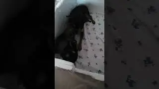 Щенячьи бои