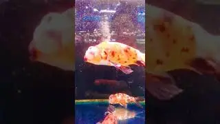 ini ikan apa ya kok matanya nonjol besar#ikan lucu🤣