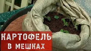 Картофель выращиваем в мешках