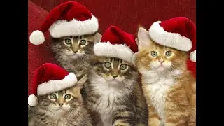 Jingle Сats. Песня кошачьего Рождества, которую мяукают коты (простите, поют :)