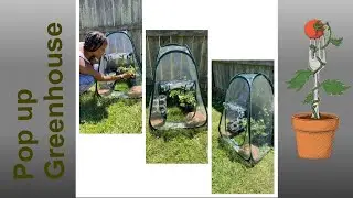 porayhut Pop Up Mini Greenhouse | Mini Container Garden Update