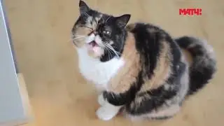 Коты поют гимн Лиги чемпионов   Cats sing UEFA Champions League song