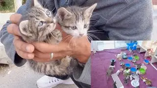 Trying to save two lost kittens without a mother.